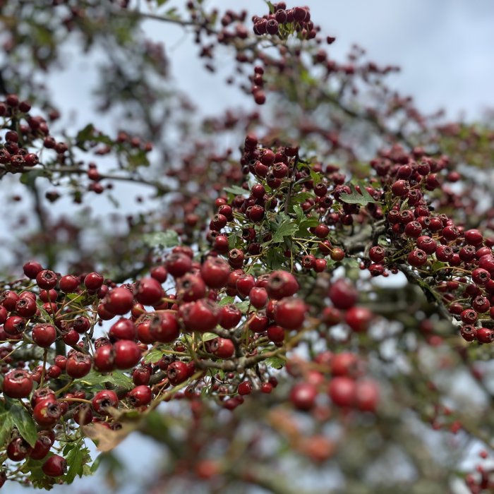 Rowan berries dazzle during an Arran autumn