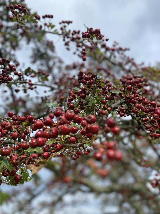 Rowan berries dazzle during an Arran autumn