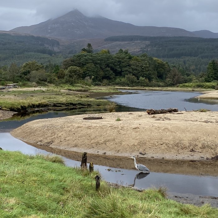 A heron hunts in Brodick Bay, Isle of Arran.