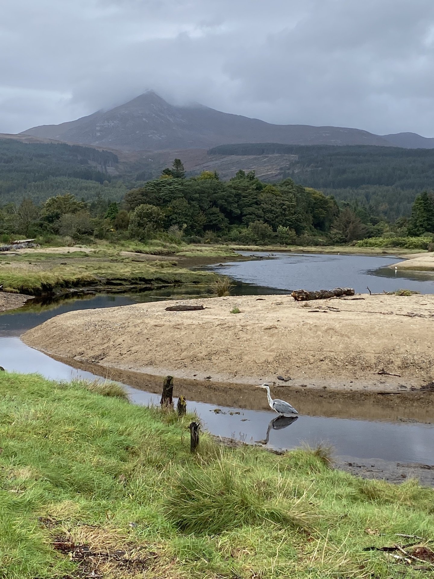 A heron hunts in Brodick Bay, Isle of Arran.