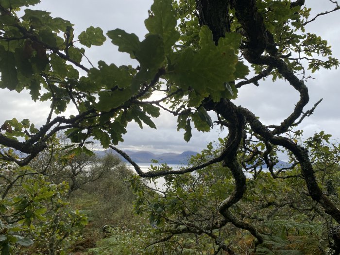 Arran viewed through the autumnal foliage in an ancient oak woodland on the Kintyre Peninsula near the Claonaig CalMac ferry port.