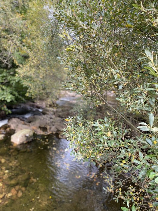 Summer turns to autumn in Glen Sannox, Arran, Scotland.