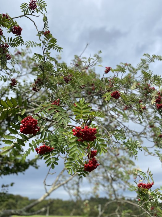 Rowan berries in Glen Sannox, Arran, Scotland.