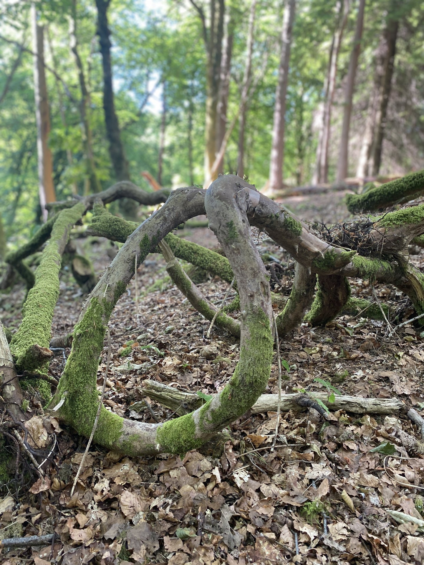 Fallen branches tangled like rope in a harbour. 