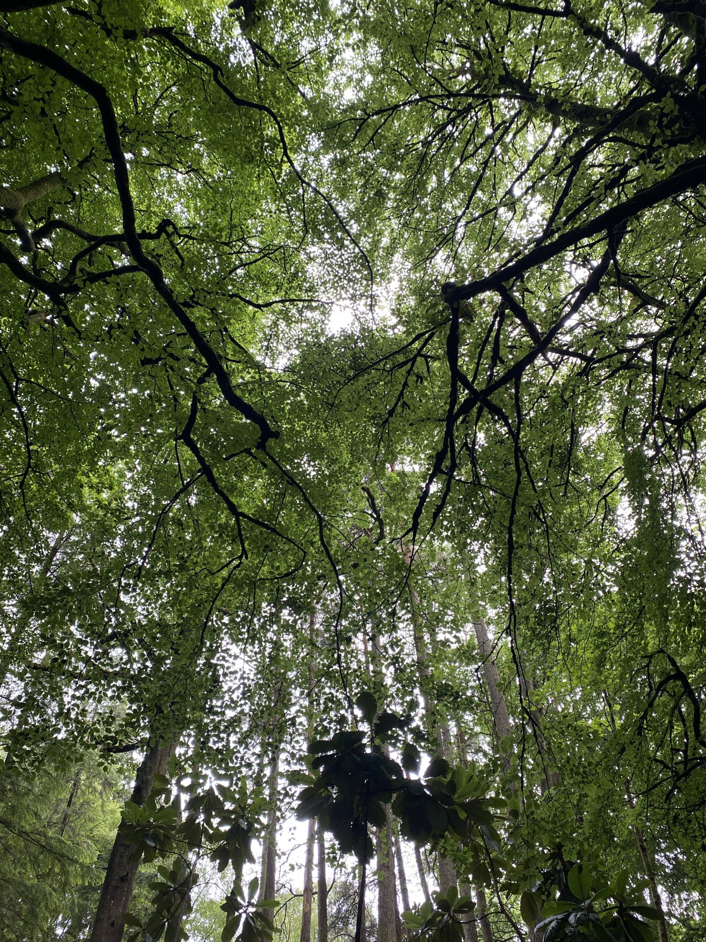 The leaves formed a web across the sky.
