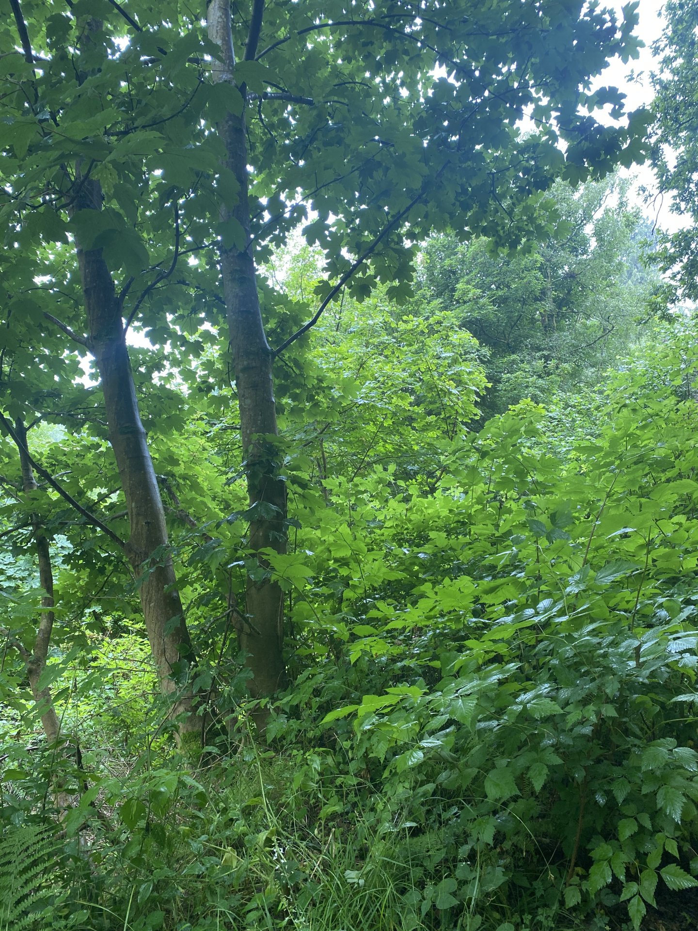 Emily Rose Mawson Blog