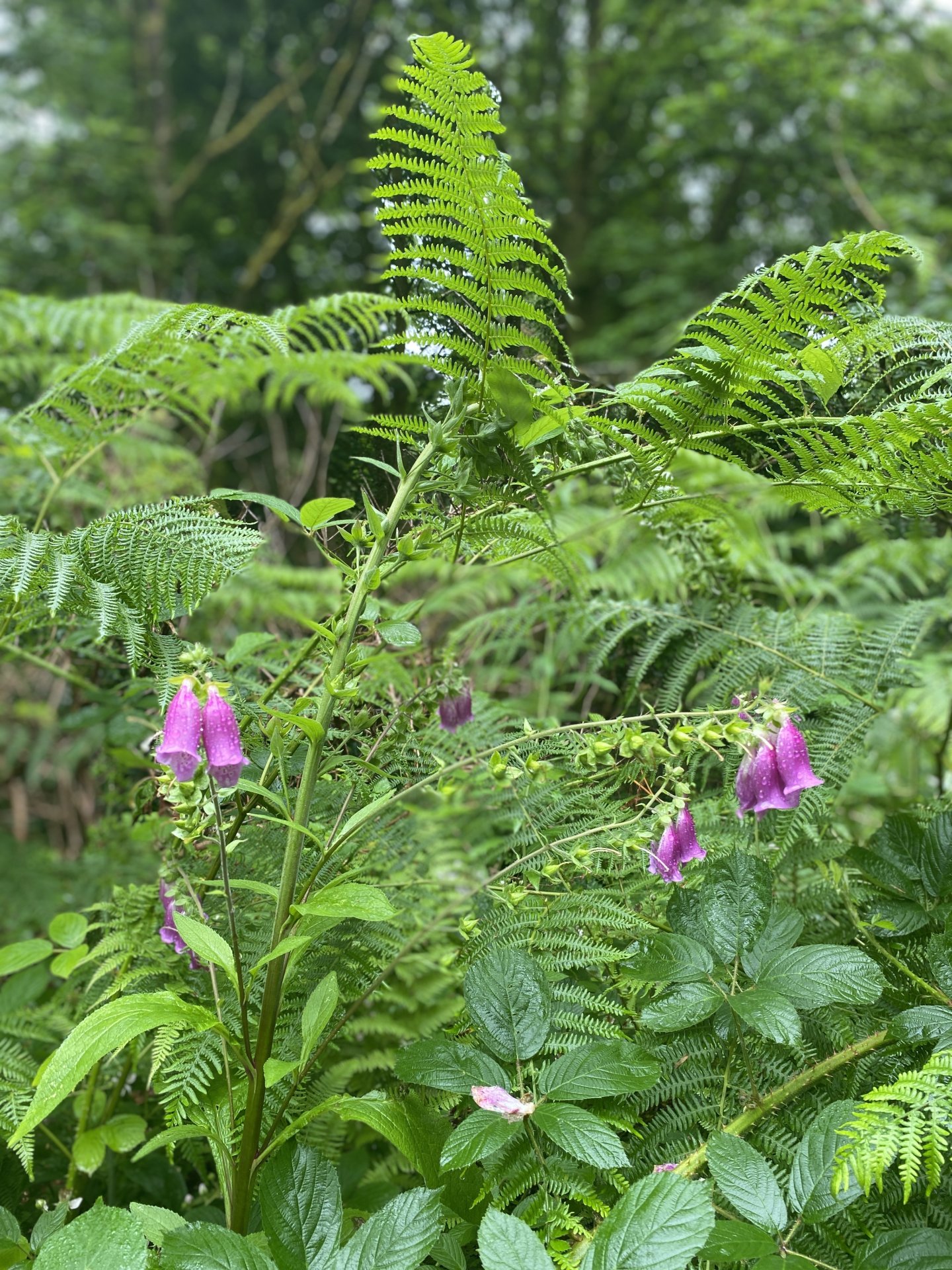 Foxgloves add pops of pink among the bracken. Cladach in Brodick is home to a riotous assortment of trees and plants.