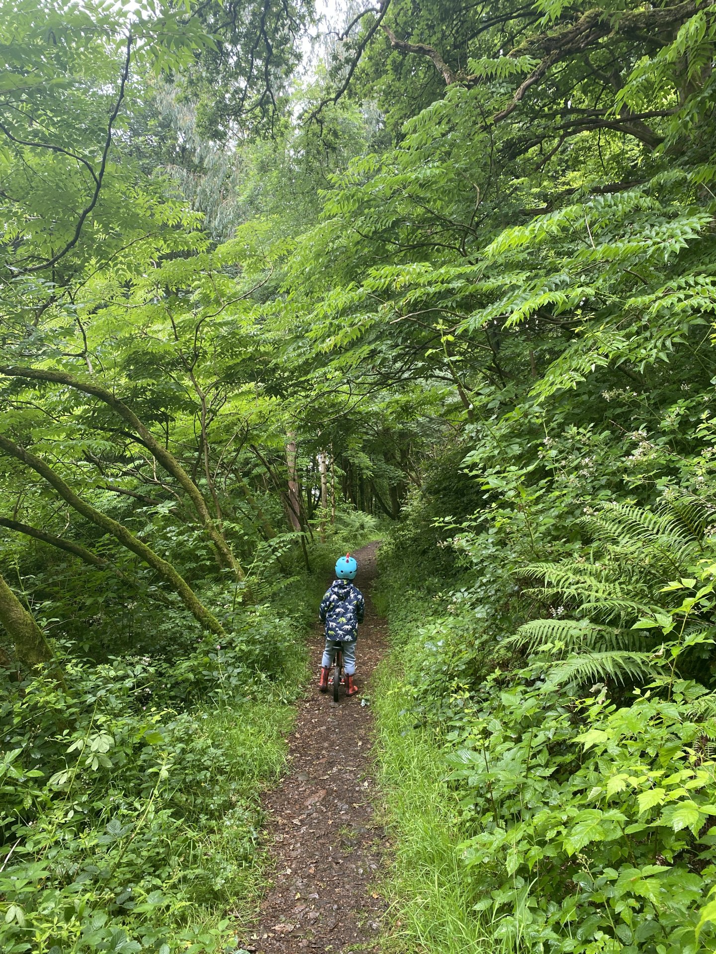 The woods above Cladach in Brodick on the Isle of Arran are ideal for walks with kids.