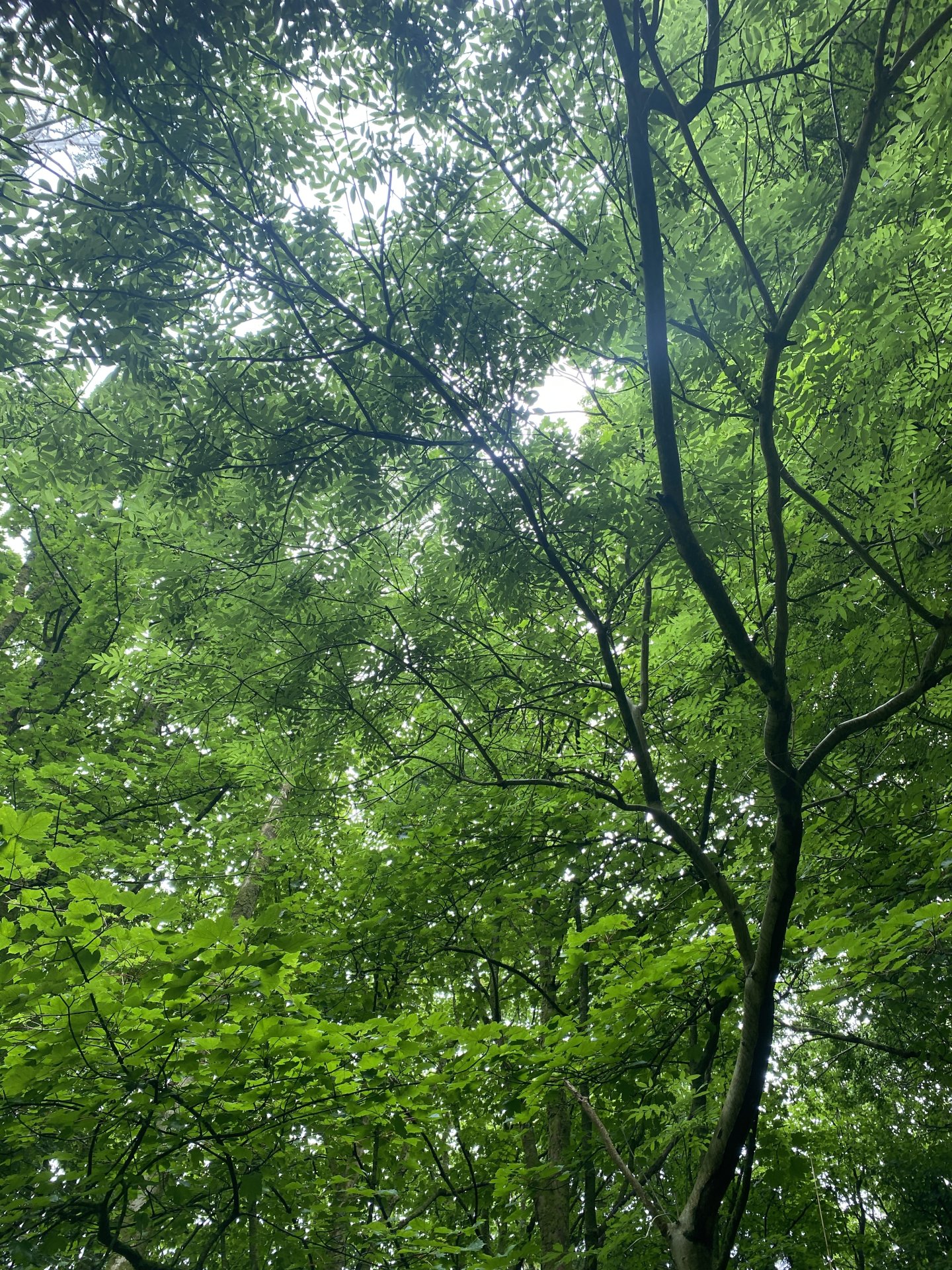 Surrounded by green in the woods above Cladach in Brodick, you feel stress melt away. 