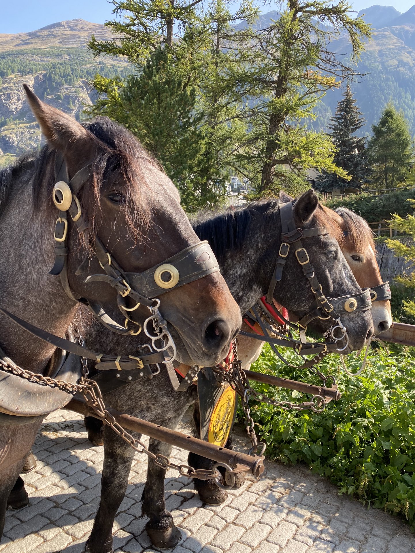 Emily Rose Mawson Blog